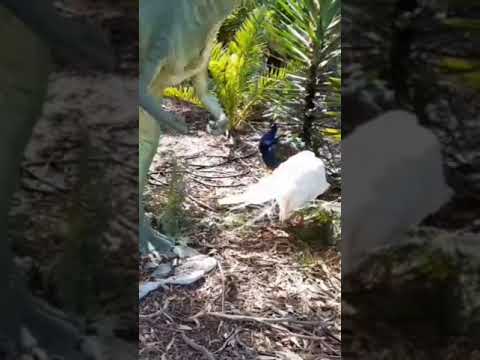 White peacock. 白孔雀 #peacock #birds #animals #nature #孔雀 #鸟类 #动物