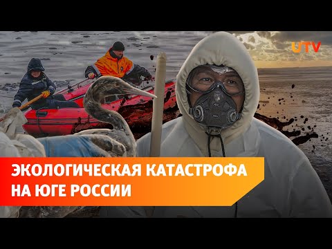 Разлив нефти в Черном море. Как волонтеры спасают птиц и очищают берег