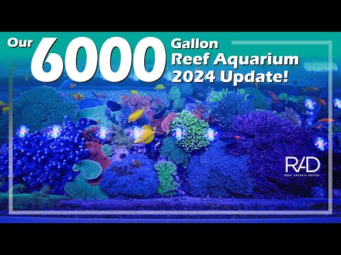 2024 UPDATE: 6000 GALLON REEF AQUARIUM | DESIGNED, INSTALLED & MAINTAINED BY REEF AQUARIA DESIGN