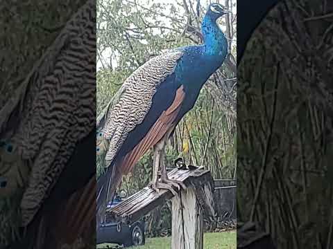 Cool peacock