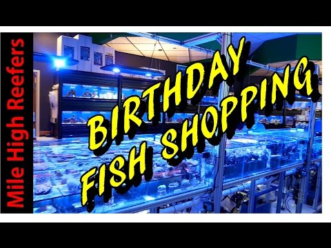 Birthday Fish Shopping and Leopard Wrasse Problems (Reef Vlog)