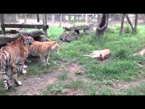 New tiger introduction