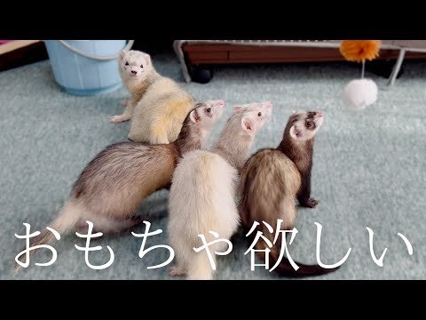 フェレットの入れ食い状態（笑）【ferret#1750】