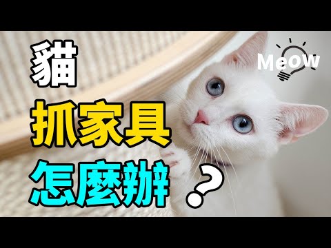 貓愛抓撓家具怎麼辦？學會這1招，喵星人不再搞破壞！