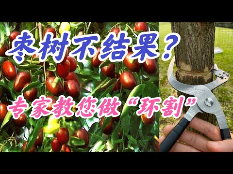 枣树为什么要环割? 科学而行之有效的枣树增产方法，看完之后才恍然大悟。枣树环割的注意事项。