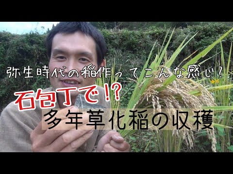 【弥生時代の稲作再現】手作り石包丁で多年草化イネの収穫をします