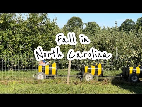 Fall in North Carolina: Apple Picking มาเก็บแอปเปิ้ล กันค่ะ  #เที่ยวไปในอเมริกา