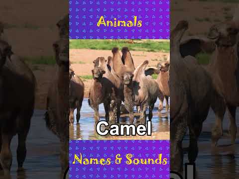 Animals names and the sounds they make pt.5 #animalsounds #shorts