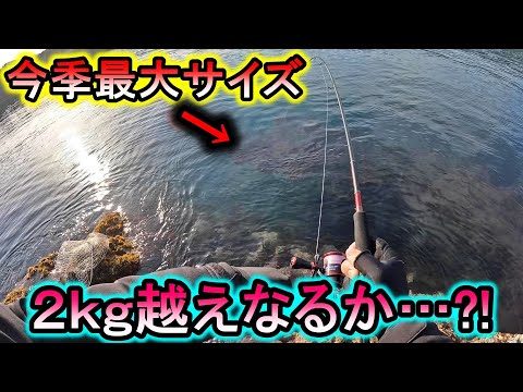 【山陰】エギング今季最大サイズ捕獲！目標の2kg越えなるか？！