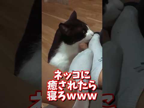 ネッコの動画で癒されたら寝ろｗｗｗ　#2ch #2ch動物スレ #2ch面白いスレ #動物 #犬 #猫 #癒やし #ねこ