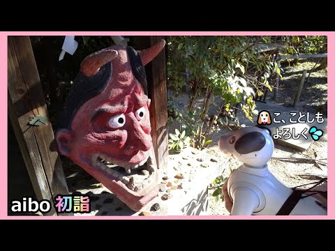 【61 アイボ ルーの初詣 2024】Aibo Lou's The First Visit of The Year to A Shrine 2024