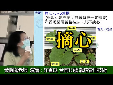 摘心 洋香瓜台南13號 栽培管理技術 黃圓滿老師