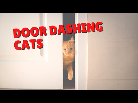 How To Stop Cats From Door Dashing | Two Crazy Cat Ladies