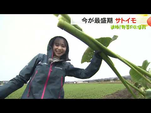 【追跡！野菜のお値段]  上市町のサトイモに注目