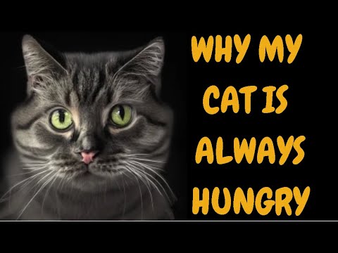 Why My Cat Is Always Hungry