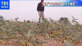 バッタ大発生でアフリカ食糧危機【報道特集】