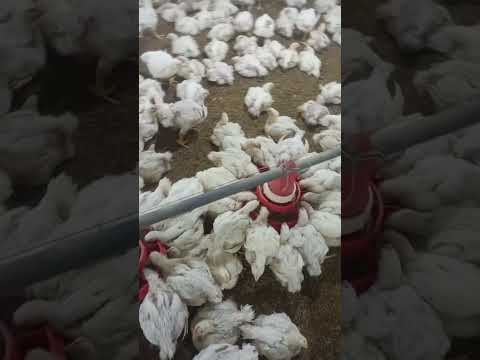 poultry farm broiler poultry farm broiler chicken murgi farm hen farm kombdi kukda kukra