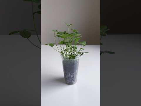 growing clover in a cup／クローバーをカップで栽培