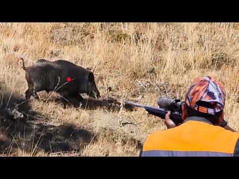 HARİKA DOMUZ VURUŞLARI - PERFECT WILD BOAR SHOTS - BEST SCENES