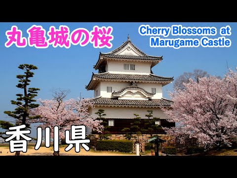 Cherry Blossoms at Marugame Castle with Relaxing Music ( Kagawa Pref. ) / Spectacular Views of Japan