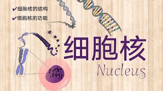 细胞核 Nucleus | 一个决定了我们是谁的神秘基地 | DNA、基因、染色体之间有什么关系