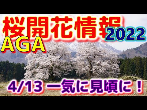 ⭐AGA桜開花情報　2022　４月13日　（一気に見頃に！）　#Shorts