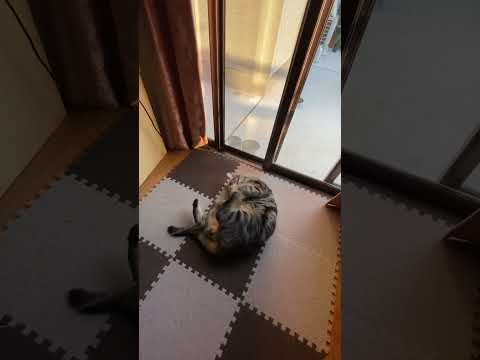 やっぱこれにゃ‼️ゴム紐大好き猫さんの巻#ねこのいる暮らし #ねこ動画 #cat