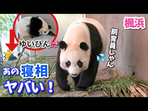 【パンダアイドル楓浜】結浜の個性全開に心配⁉️いや釘付けになるふうちゃん🐼