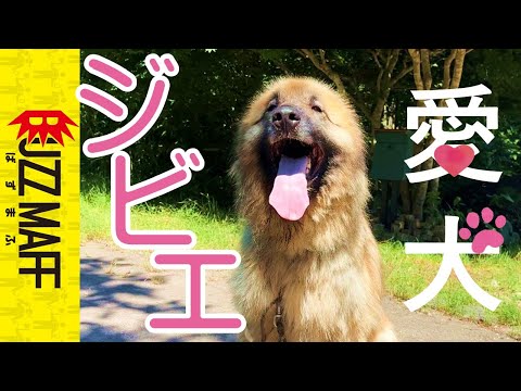 【超大型犬、6歳】犬生初ジビエペットフードに挑戦！