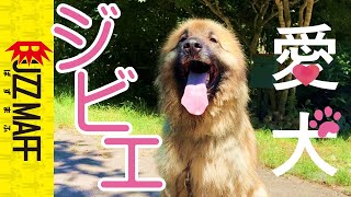 【超大型犬、6歳】犬生初ジビエペットフードに挑戦！