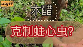 [vlog44] 小小实验 检测木醋运用于控制蛀心虫的问题