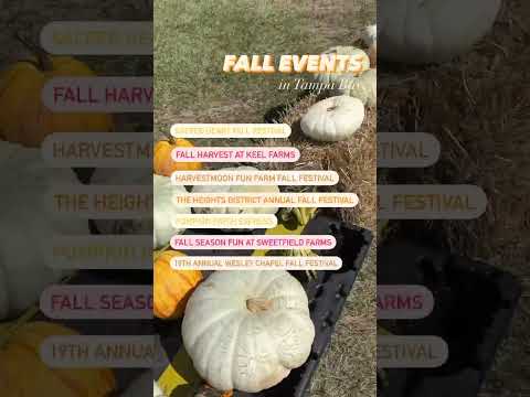 Tampa Fall Events Pt.2 #shorts #tampabay #events