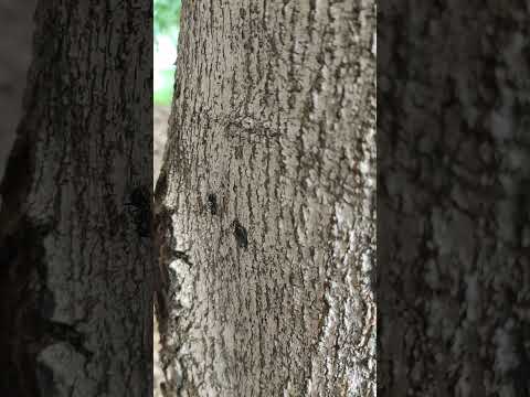 #ant on the #tree #trunk #insect #entomology #nature #explore #mysore #mysuru #mysorediaries