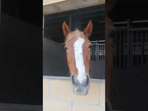 🐴💖🎵 Horse Eating #quarterhorse #horse #horses #horselovers #horselover #horsevideo #horselife #pet