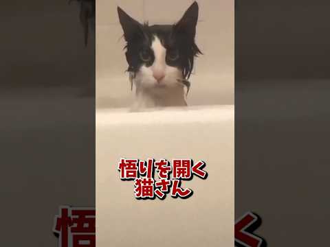 ネッコの動画で笑ったら負けｗｗｗ　#2ch #2ch動物スレ #2ch面白いスレ #動物 #犬 #猫 #癒やし #ねこ