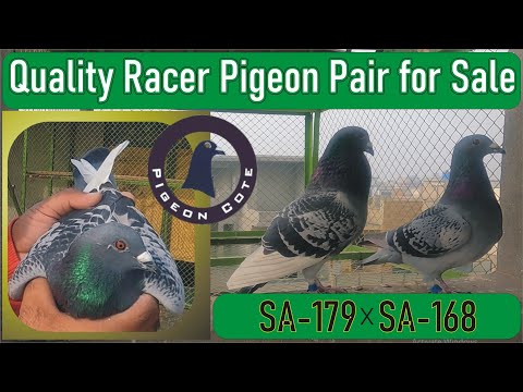 Racer Pigeon Pair For Sale | Homer Pigeon Pair | SA-179 & SA-168 | Waleed Loft | Pigeon Cote