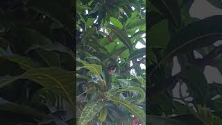 Beautiful bird 🐦🕊️#awesome #soundsofnature #likeandsubscribe #supportmychannel