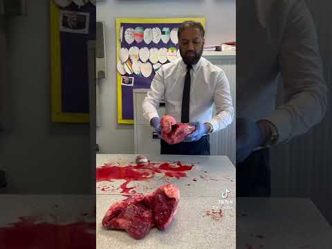 Heart Dissection Comparison between a Beef Heart and a Lamb Heart. #biology #science #teacher