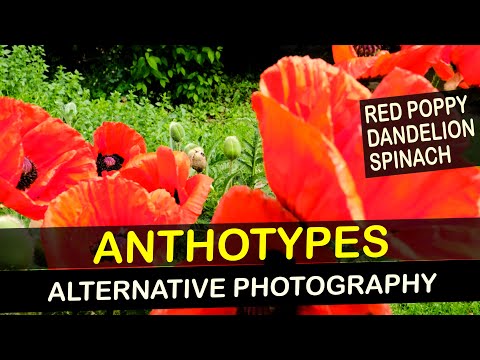 Anthotype with Poppies   Alternative Photography