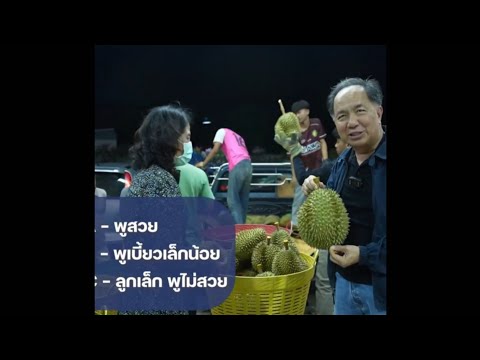 สถาบันปิดทองหลังพระฯ ช่วยเกษตรกรพัฒนาทุเรียนชายแดนใต้