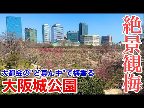 【大阪観光】大都会のど真ん中 大阪城公園で観梅！