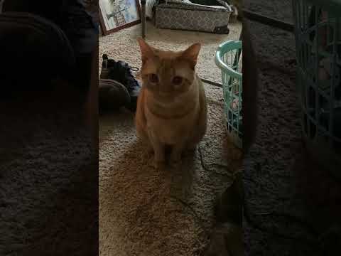 Chowder the Cat Poses for his Fans!!! #cat #catvideos #catlife