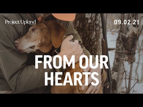 Upland Hunting with a Vizsla - From Our Hearts - A Project Upland Original FIlm