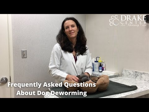 Frequently Asked Questions About Dog Deworming