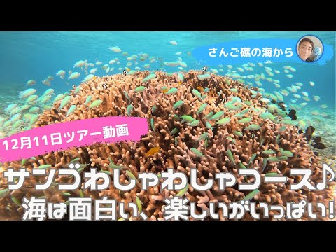 【石垣島】海は面白いがいっぱい！12月11日シュノーケリングツアー動画