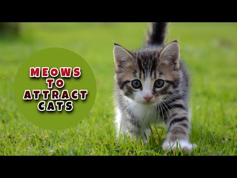 cat sounds to attract cats | cat sound | cat voice