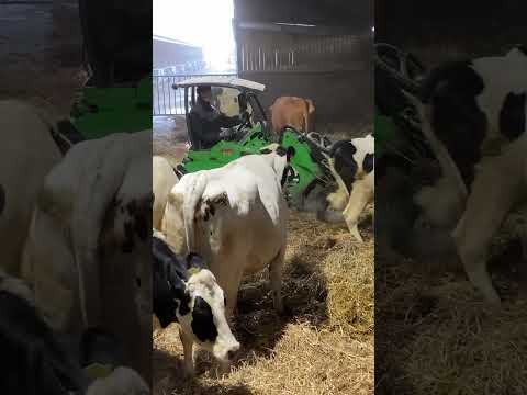 Farm Cows #shorts #fyp #cow #feeding #milking #hoofing