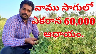 Ajwain cultivation || Vaamu Cultivation || Ajwain Farming || Indarapu Srinivas Rao