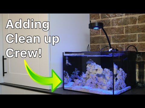 Two Month Update on the Reef Casa Studio 12 | Nano Reef Tank Setup Part 5