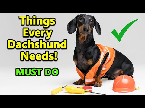 8 Things You Should Forever Do With A Dachshund Dog